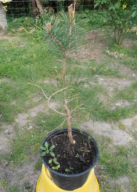 Photo of free Scots Pine to Bonsai? (Newnham RG27) #3