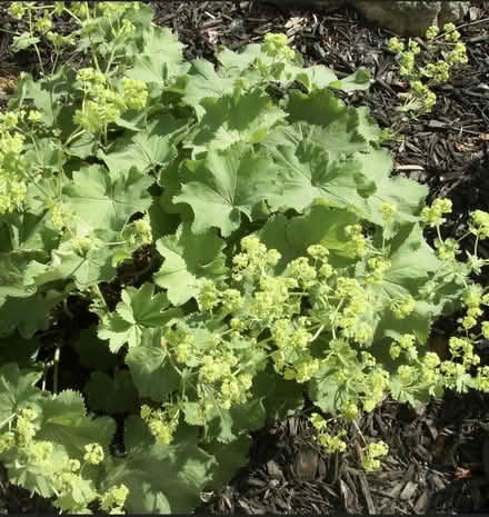 Photo of free Large Ladies Mantle plants (Atworth SN12) #3