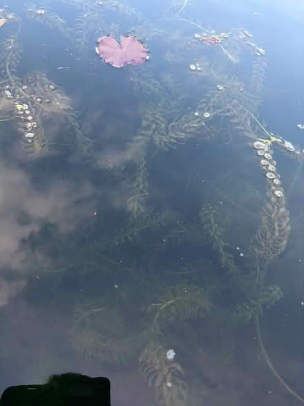 Photo of free Elodea Oxygenating Pond Plant (Parkham Hill TQ5) #1