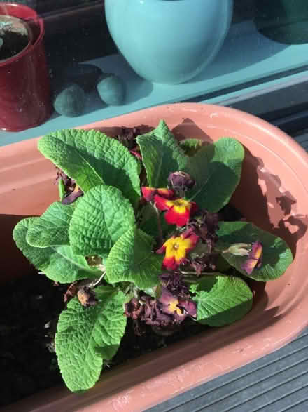 Photo of free Flowering plants (Greenwich MV, SE10) #3