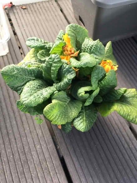 Photo of free Flowering plants (Greenwich MV, SE10) #1