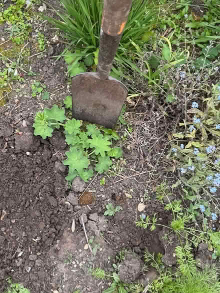 Photo of free Large Ladies Mantle plants (Atworth SN12) #2