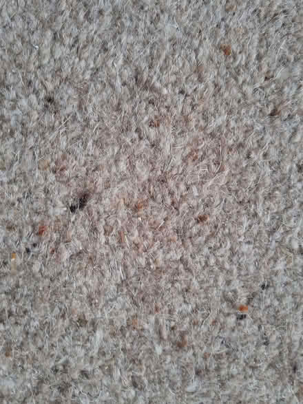 Photo of free Piece of carpet oatmeal brown 279 L x 101 W (Grassmarket EH1) #3