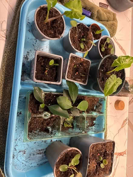 Photo of free Houseplants (Allington ME16) #1
