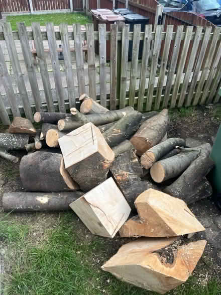 Photo of free Sycamore logs (Farsley LS28) #1