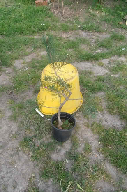 Photo of free Scots Pine to Bonsai? (Newnham RG27) #2