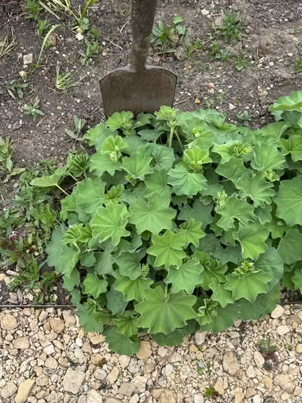 Photo of free Large Ladies Mantle plants (Atworth SN12) #1
