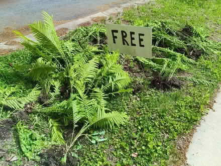 Photo of free ferns (East Madison area) #1