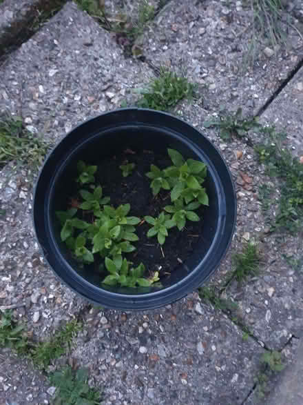 Photo of free Large pot of perennial spreading tall yellow large headed fl (Tilehurst RG31) #1