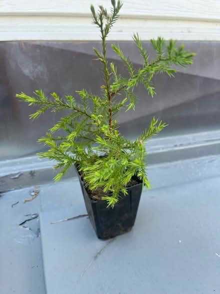 Photo of free Cedar sapling (Ridley Park) #1