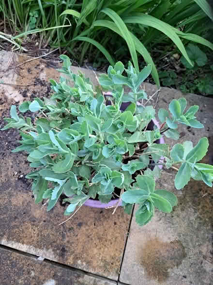 Photo of free Sedum (High Town LU2) #1