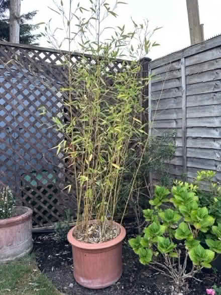Photo of free Bamboo in large terracota pot (South Croydon CR0) #1