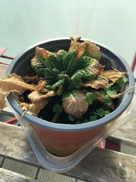 Photo of free Flowering plants (Greenwich MV, SE10) #2