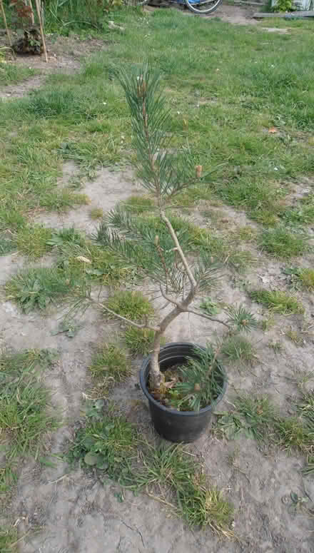 Photo of free Scots Pine to Bonsai? (Newnham RG27) #4