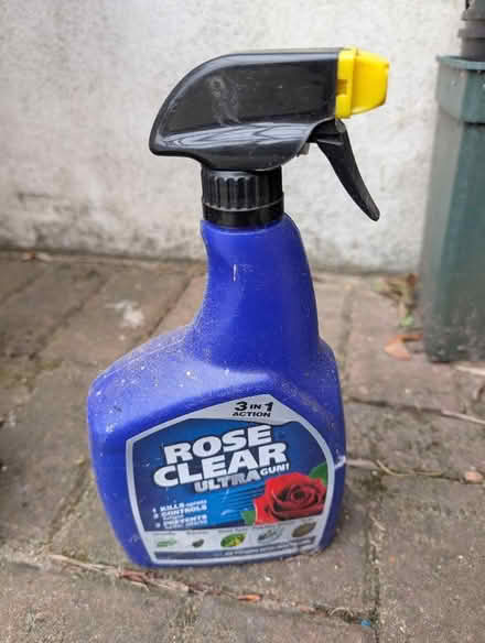 Photo of free Rose feed and Rose Clear (Fulham Palace Rd SW6) #2