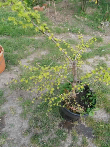 Photo of free Bonsaied Larch tree? (Newnham RG27) #1