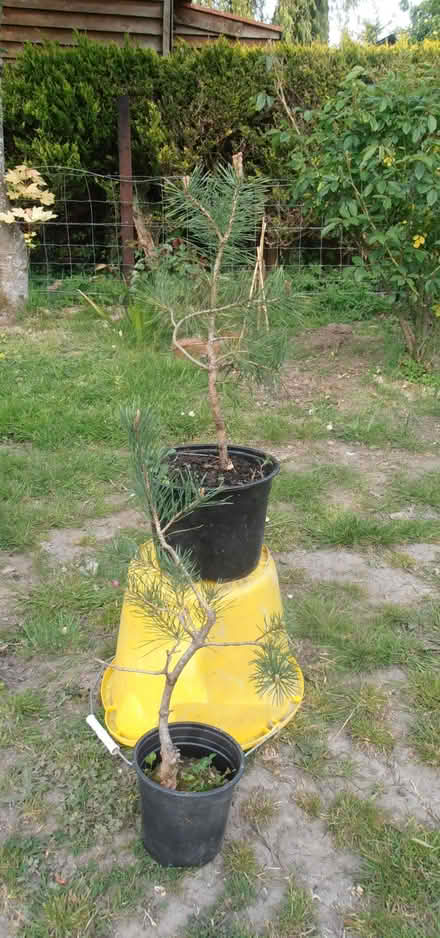 Photo of free Scots Pine to Bonsai? (Newnham RG27) #1