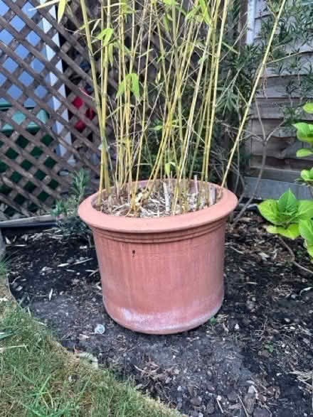Photo of free Bamboo in large terracota pot (South Croydon CR0) #2