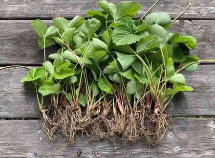 Photo of Strawberry runner/bareroot plants (London) #1