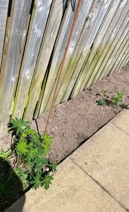 Photo of free Lupins (Plumpton CA11) #1