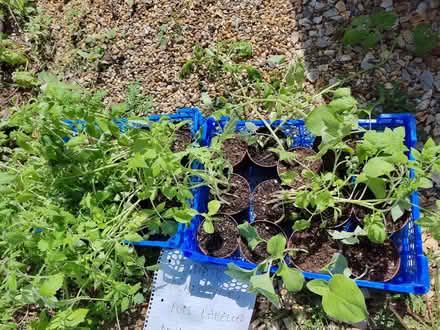 Photo of free Vegetable plants (Earlham NR4) #1