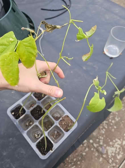 Photo of free Cucumber beans and sunflower (Bromham MK43) #2