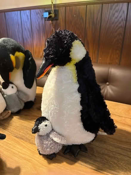 Photo of free Penguin Family (Niles) #3