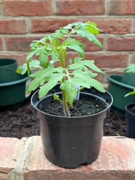 Photo of free Cherry Tomato seedlings (East Marden) #1
