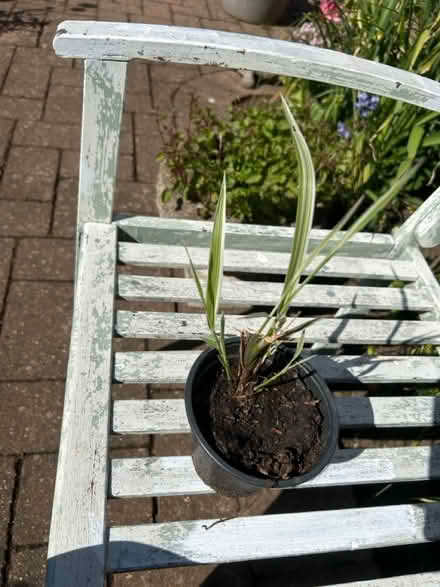 Photo of free Variegated ornamental grass (Near Cameron Toll EH16) #1