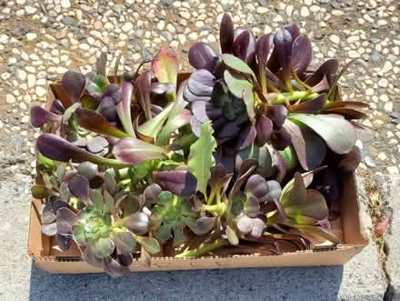 Photo of free Curb alert: Aeonium cuttings (Cupertino) #1