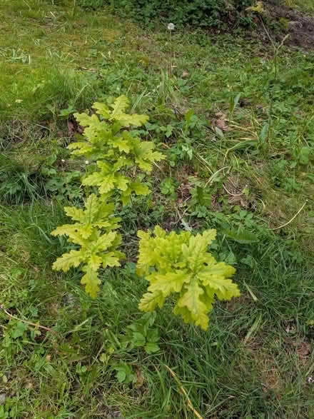 Photo of free Young Oak saplings (L37) #1