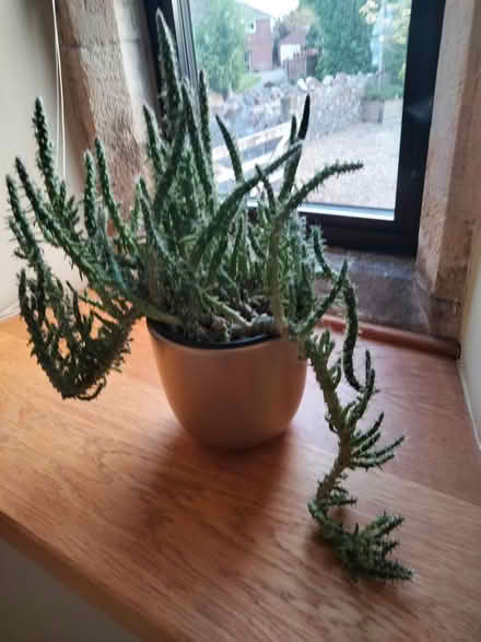 Photo of free House plants in decorative pots (Binegar, near church.) #3