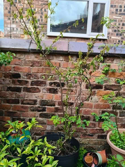 Photo of free plants (Manchester rusholme M14) #2