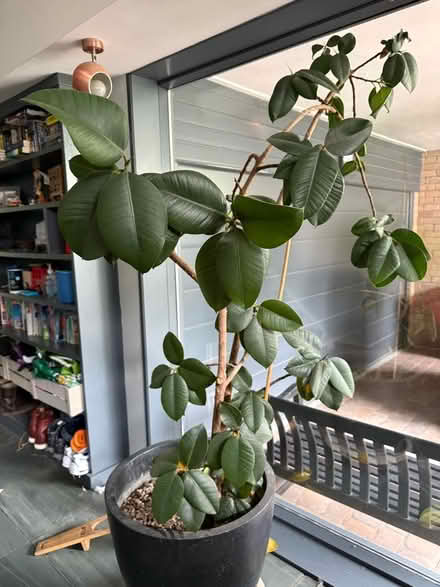 Photo of free Rubber plant (Gosforth NE3) #1
