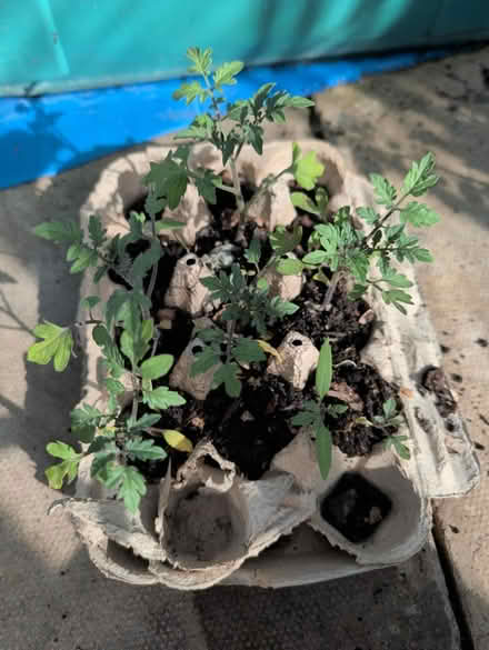 Photo of free Tomato π
Seedlings Plants (Stonehouse) #1