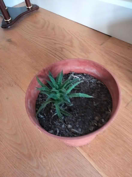 Photo of free House plants in decorative pots (Binegar, near church.) #4