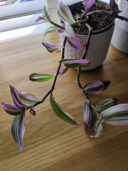 Photo of free Plant in need of TLC (Buckstone EH10) #1