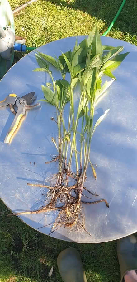 Photo of free Young perennial sunflower plants (Parkstone, Poole, BH14) #1