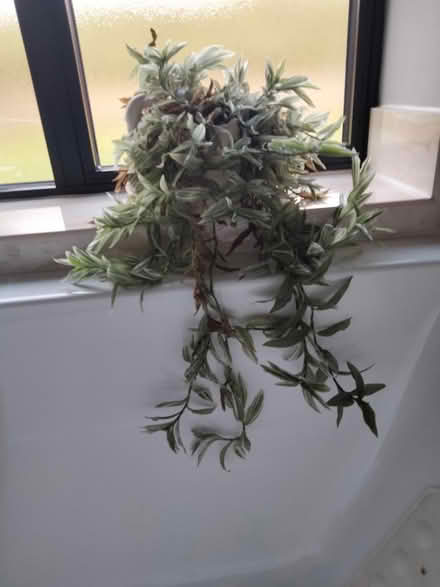 Photo of free House plants in decorative pots (Binegar, near church.) #2