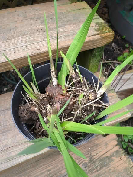 Photo of free Gladiolus, white (Matawan) #1