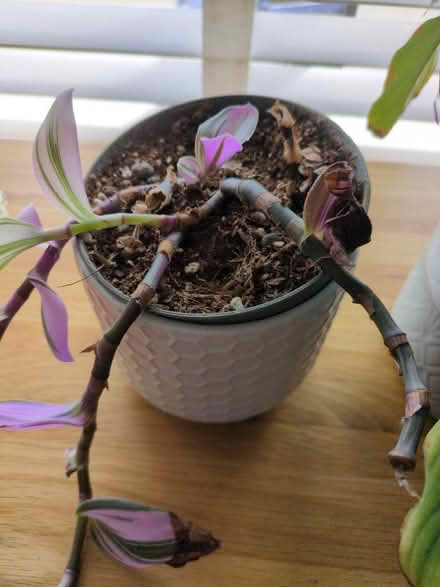 Photo of free Plant in need of TLC (Buckstone EH10) #2