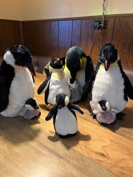 Photo of free Penguin Family (Niles) #1