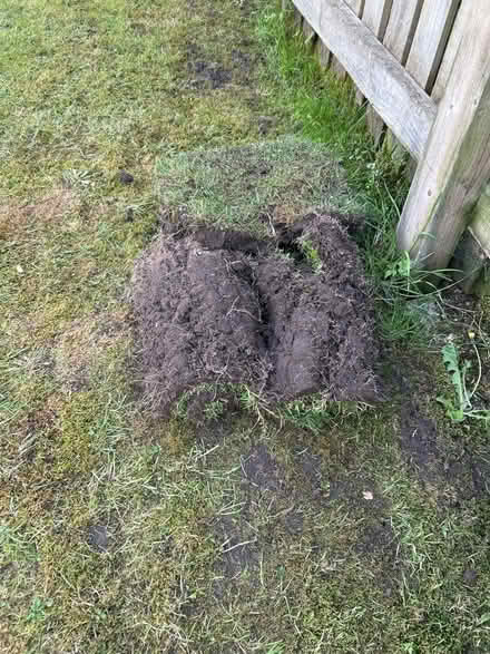 Photo of free turf (Plumpton CA11) #1