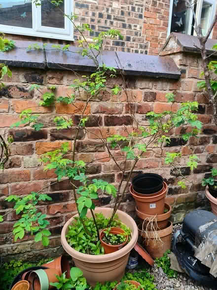 Photo of free plants (Manchester rusholme M14) #1