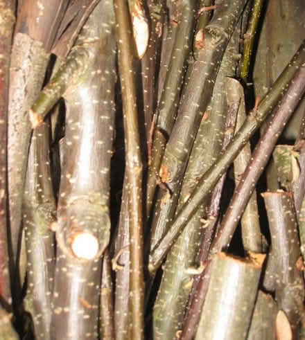 Photo of free Firewood Bulk Bag (Old Kesgrave IP5) #2