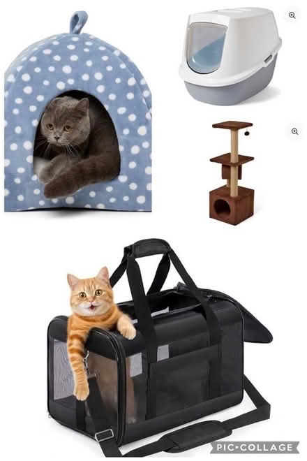Photo of Kitten supplies (Radbrook Green SY3) #1