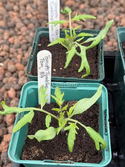 Photo of free Cherry Tomato seedlings (East Marden) #2