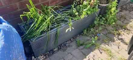 Photo of free Handmade wooden boxes for plants (Harrow HA3) #3