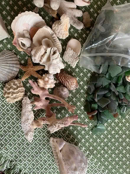 Photo of free shells and coral (West Townsend) #1