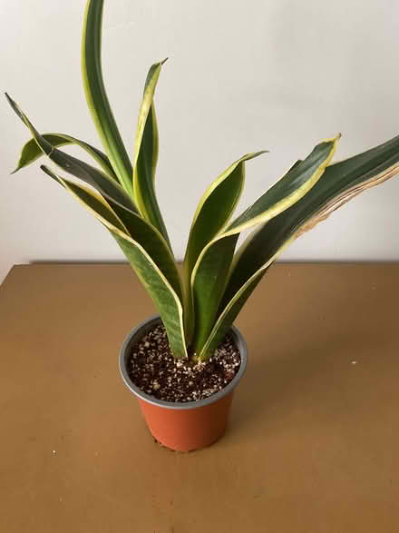 Photo of free Snake plant (sansevieria) (Bransholme HU7) #1
